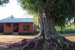 Nsipe tree